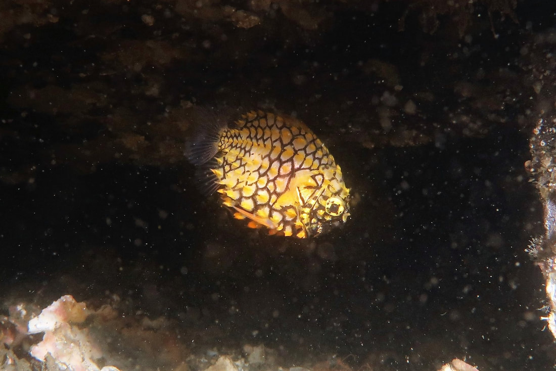 Pineapplefish (Cleidopls gloriamaris)