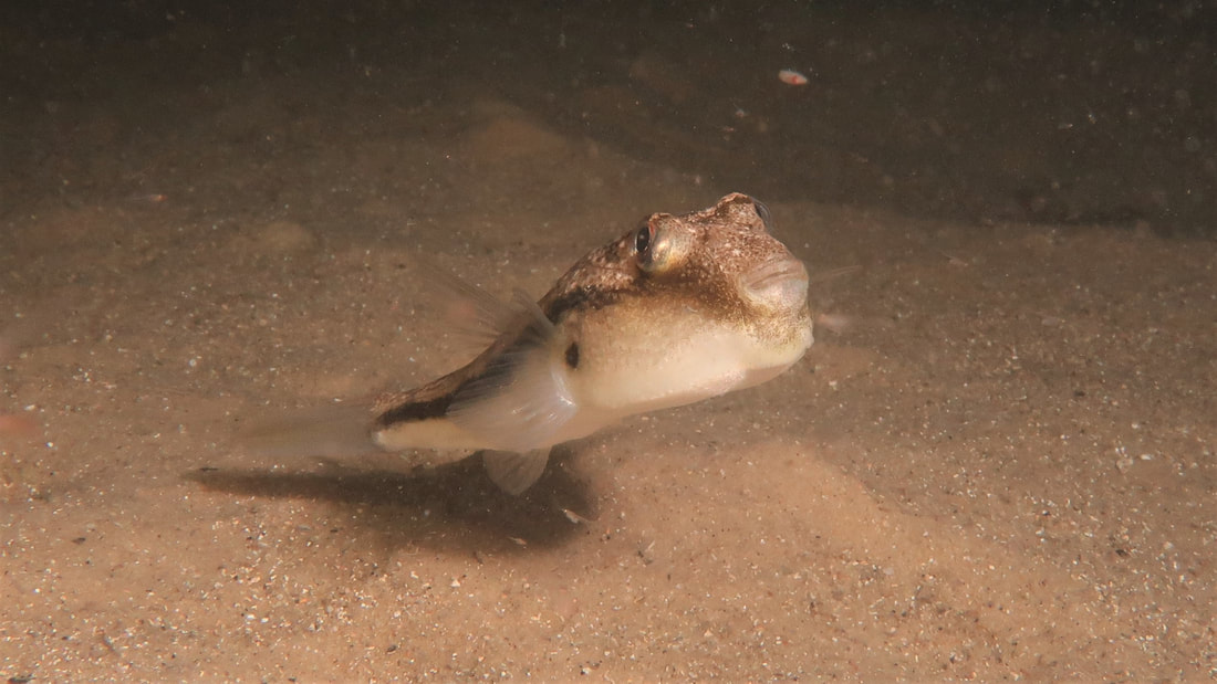 Brush Tail Toadfish (Torquigener Squamicauda)