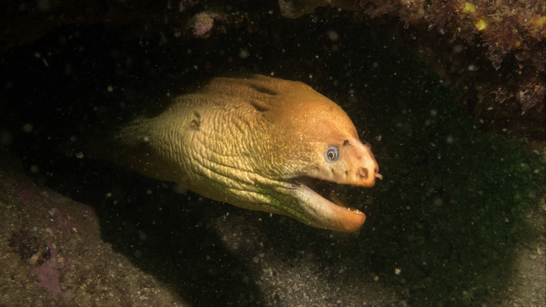 Green Moray Eel (Gymnothorax Prasinus)