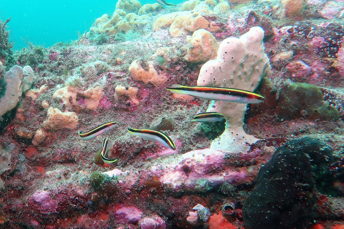 Eastern Hulafish (Trachinops taeniatus)
