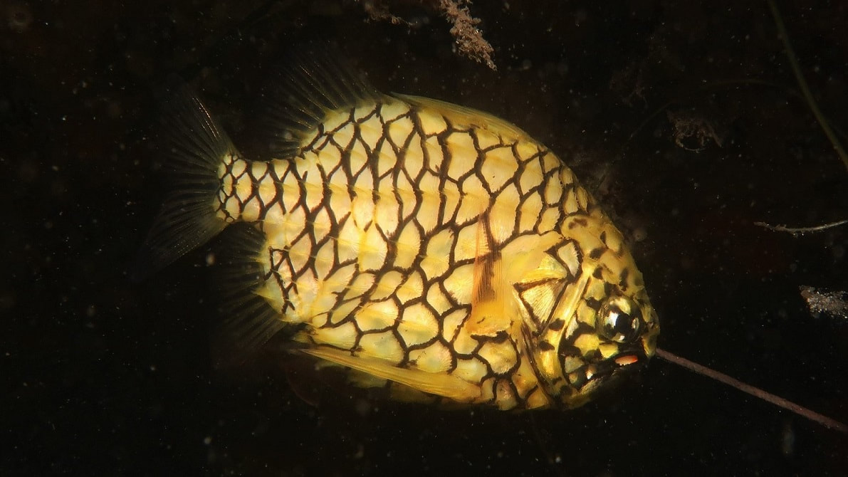 Pineapplefish (Cleidopus gloriamaris)