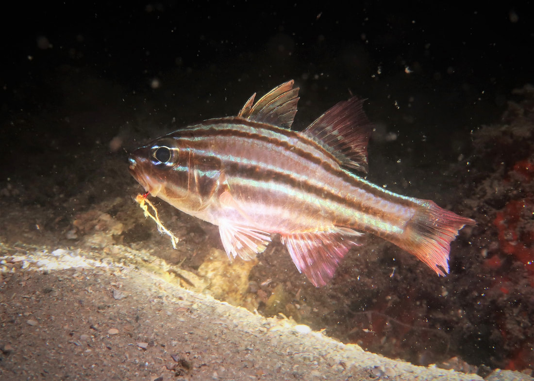 Sydney Cardinalfish (Apogon limenus)