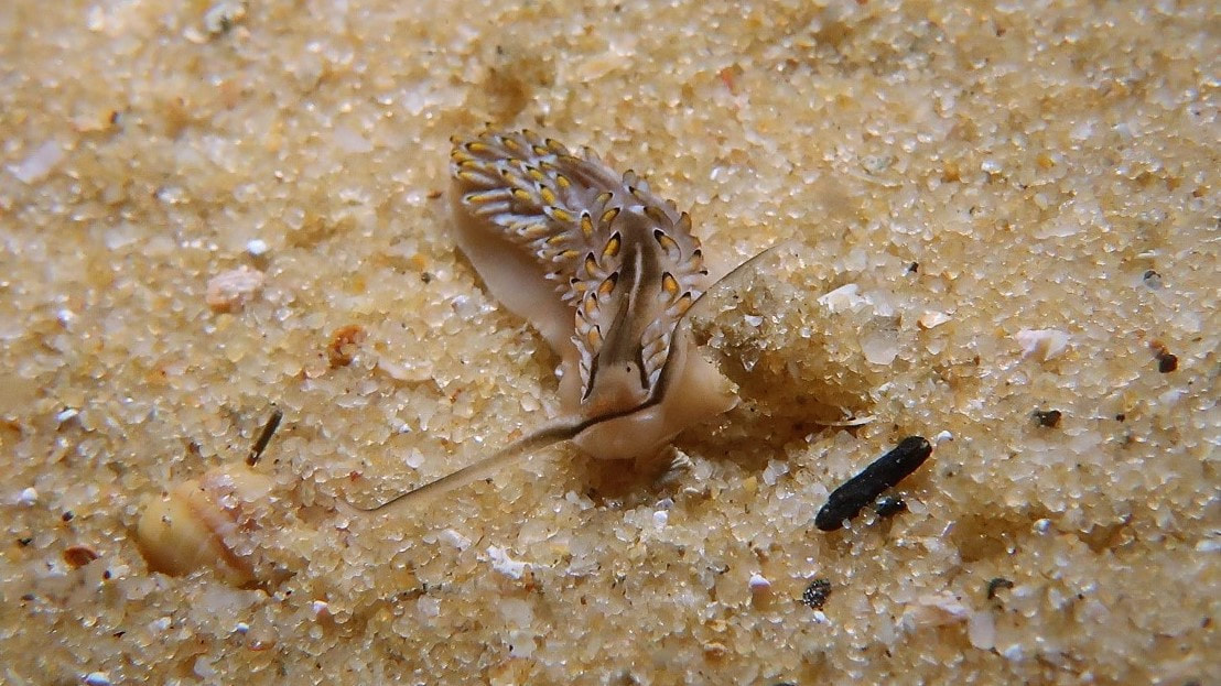 Cerberilla Asamusiensis