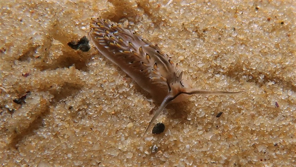 Cerberilla Asamusiensis 