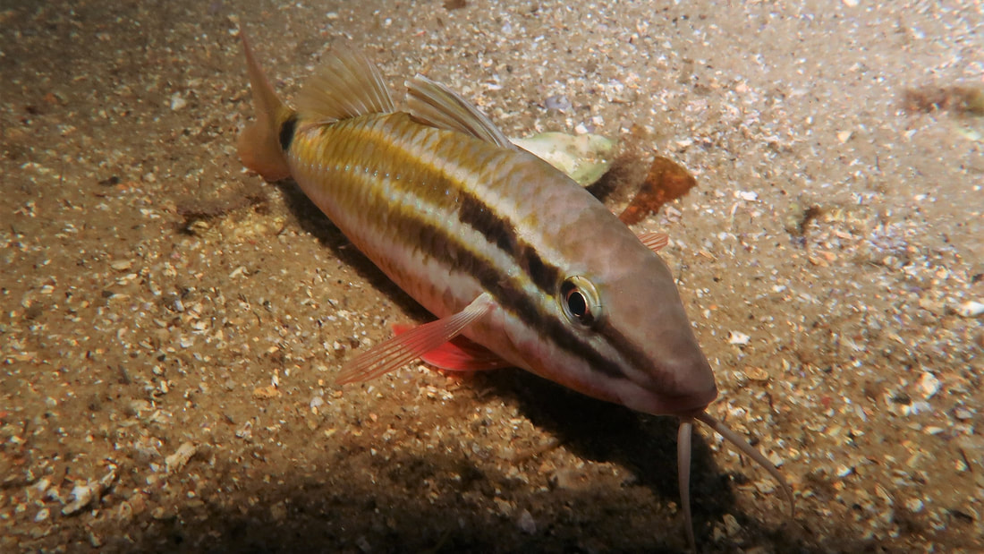 Black Spot Goatfish (Parupeneus signatus)