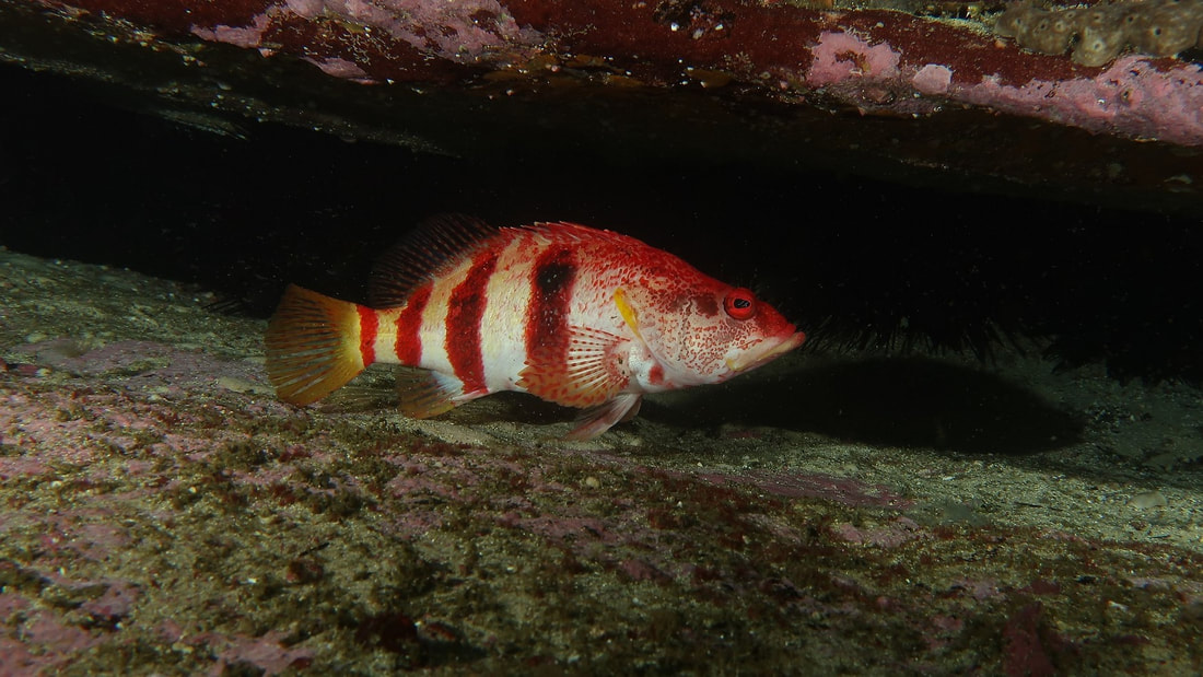 Black Banded Seaperch (Hypoplectrodes Annulatus) 