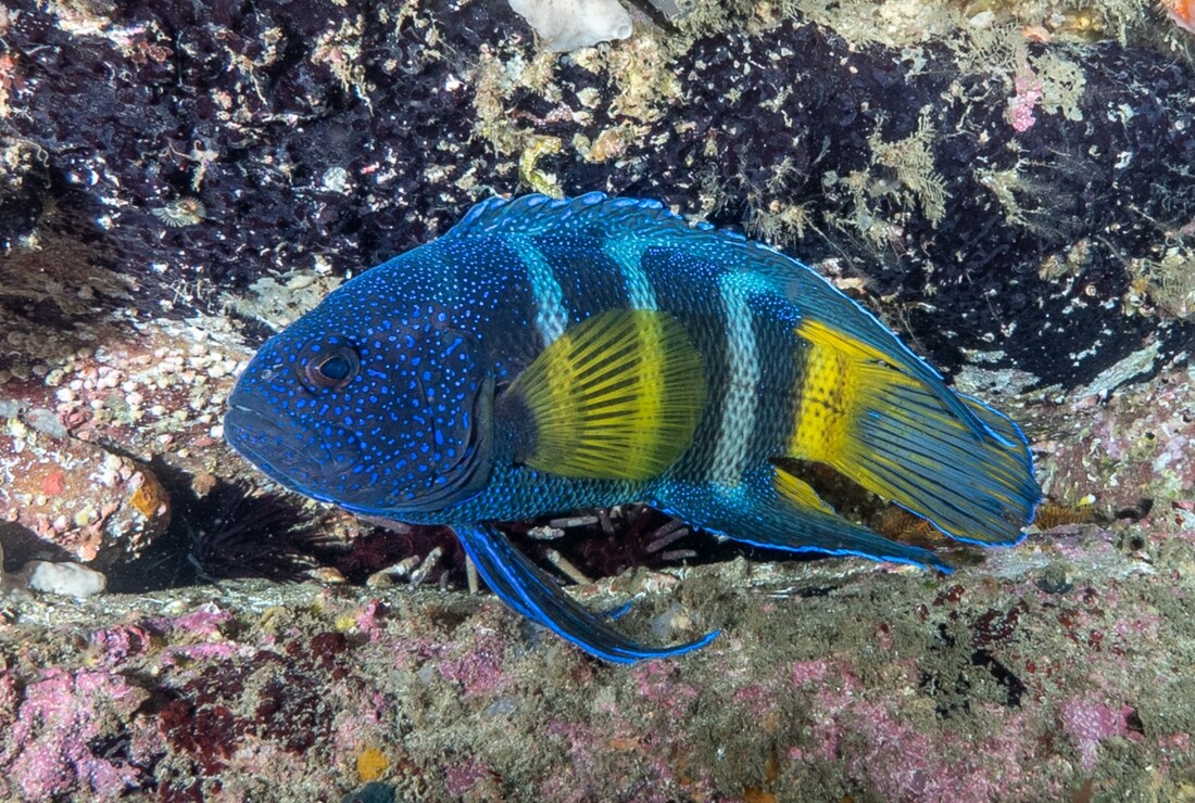 Eastern Blue Devilfish (Paraplesiops Bleekeri)