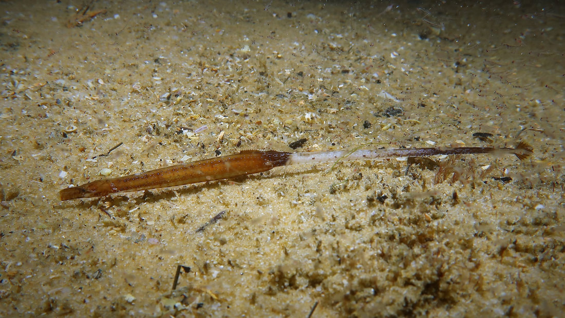 Brigg's Pipefish (Histiogamphelus briggsii)
