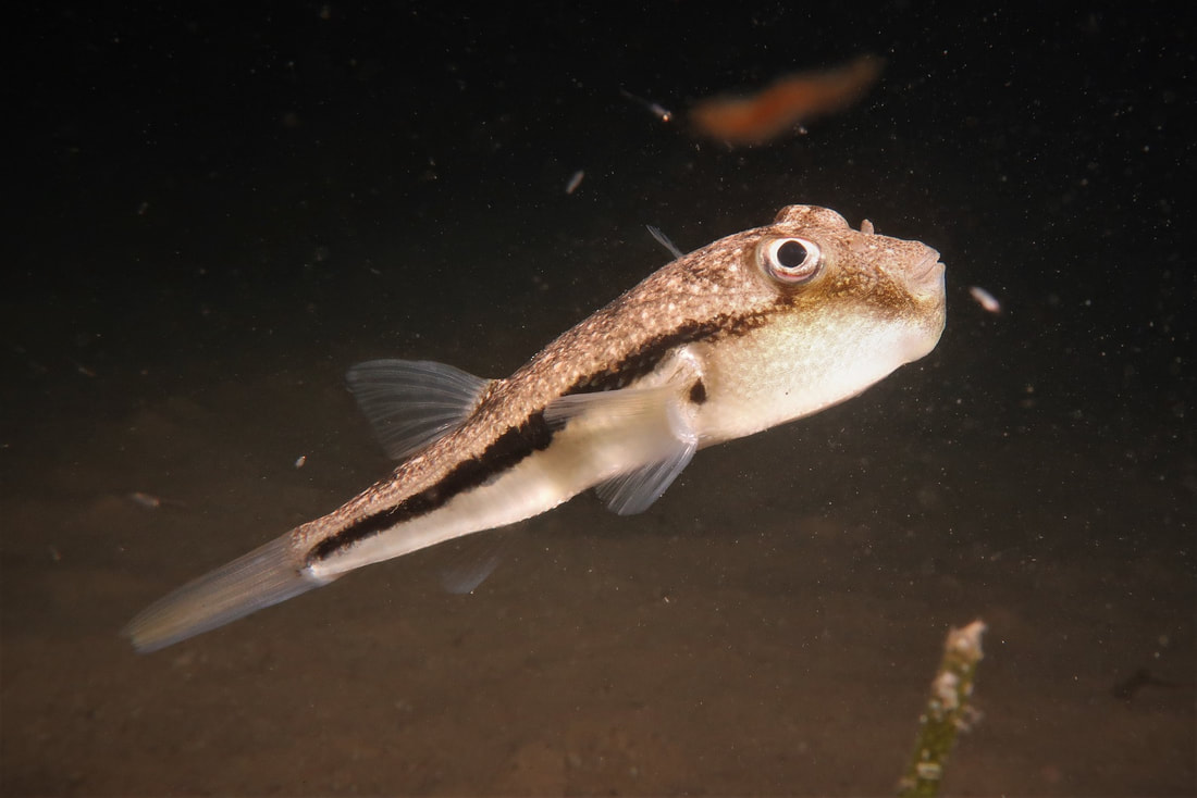 Brush Tail Toadfish (Torquigener Squamicauda)