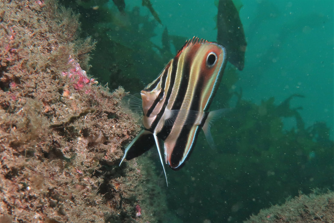 Truncate Coralfish (Chelmonops Truncatus)