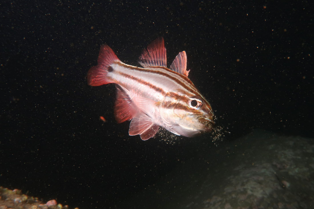 Sydney Cardinalfish (Apogon limenus)