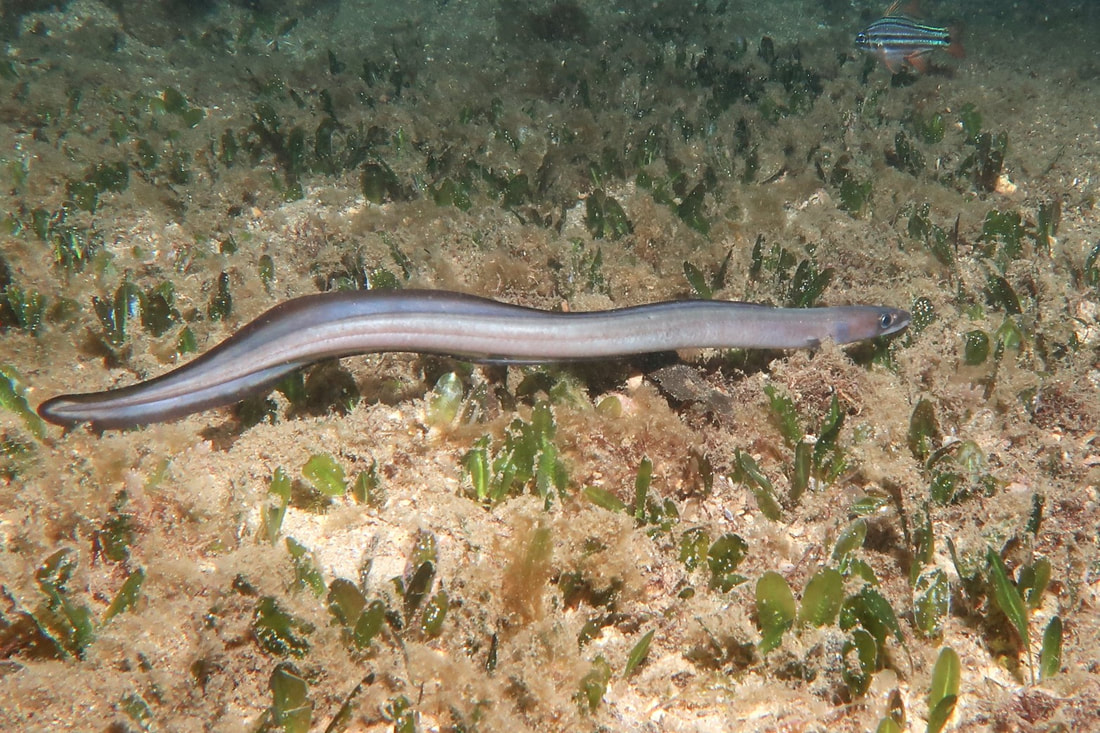 Eastern Short-finned Conger Eel  (Conger Wilsoni).