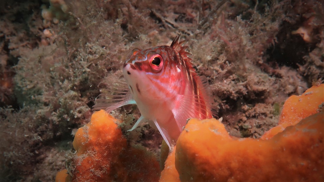 Half Banded Seaperch (Hypoplectrodes maccullochi)
