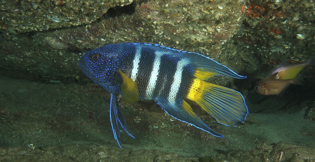 Eastern Blue Devilfish (Paraplesiops Bleekeri)
