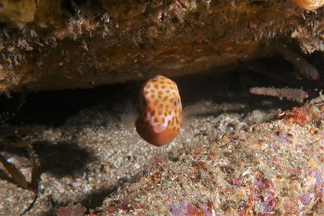 Eastern Smooth Boxfish (Anoplocapros Inermis) 