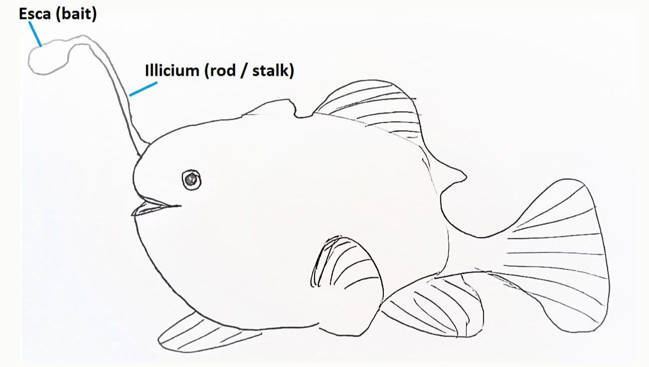 Order Lophiiformes (Anglerfish) - SydneyDives