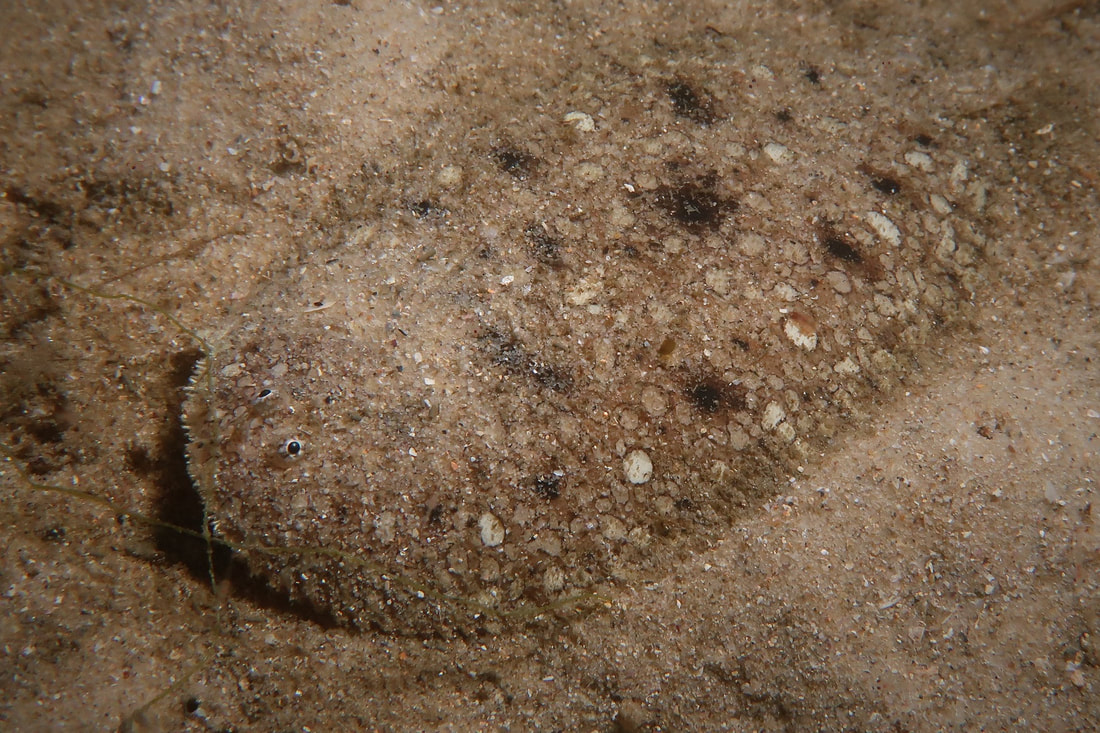 Peppered Sole (Aseraggodes Sp)