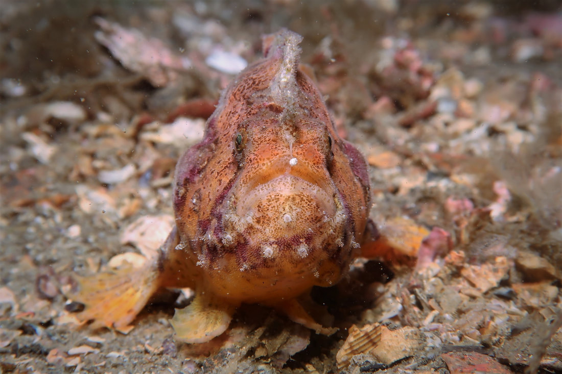 Freckled Anglerfish (Antennatus coccineus)