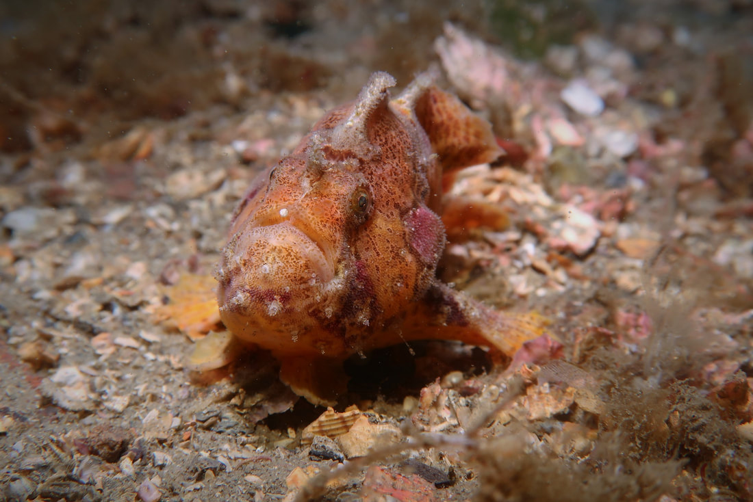 Freckled Anglerfish (Antennatus coccineus)