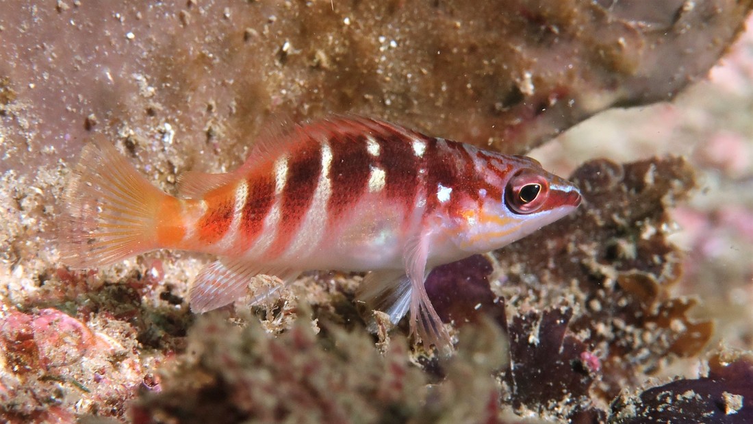 Juvenile Half Banded Seaperch (Hypoplectrodes maccullochi)