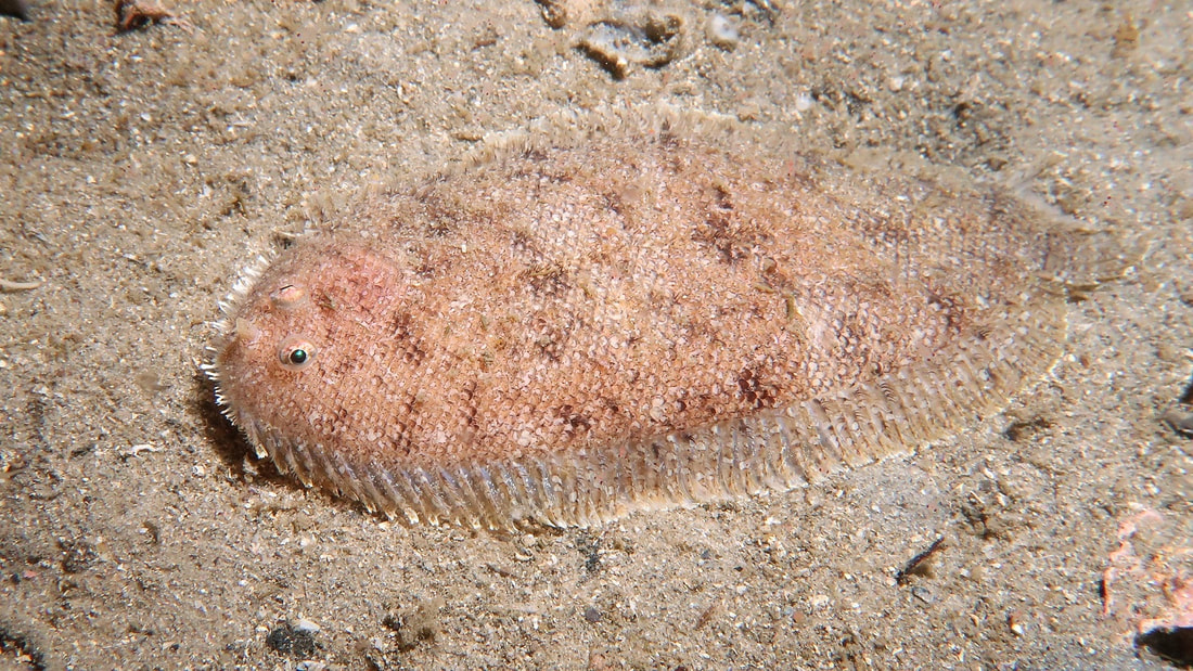 Peppered Sole (Aseraggodes Sp)