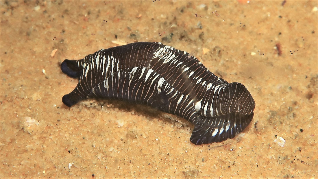 Polycera capensis