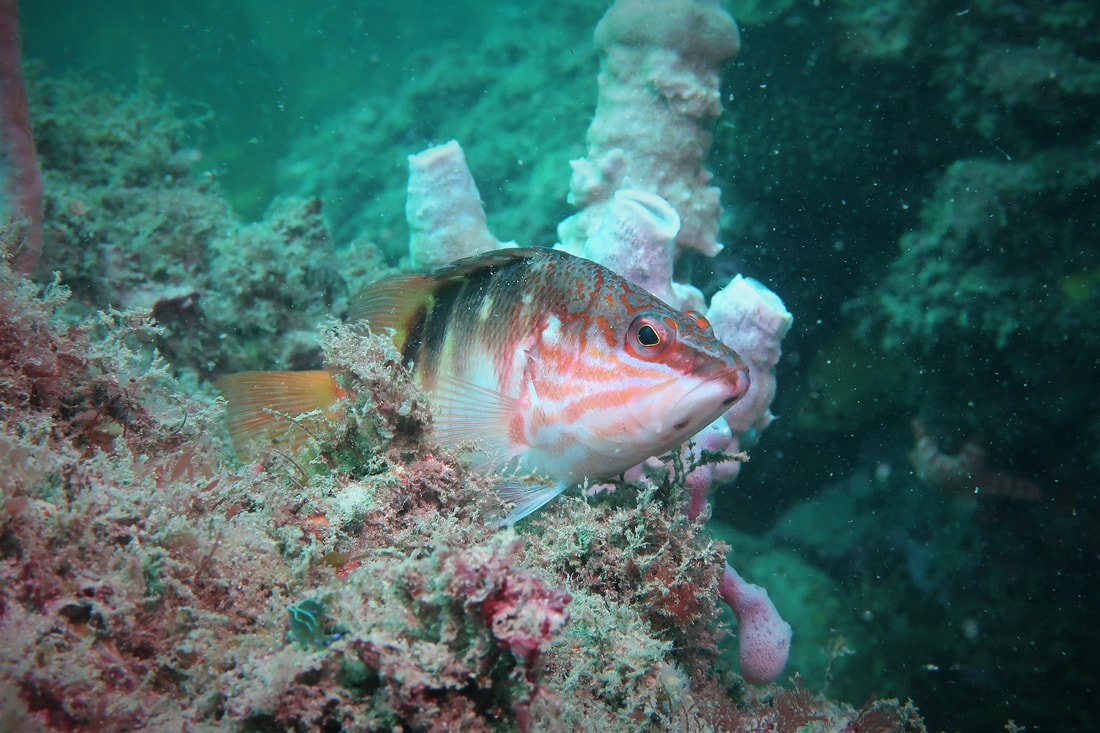 Half Banded Seaperch (Hypoplectrodes maccullochi)