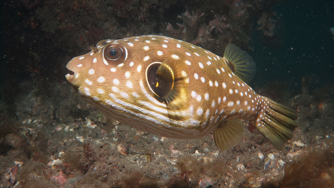 Stars & Stripes Pufferfish (Arothron hispidus)  