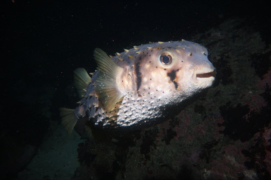 Three-Bar Porcupinefish (Dicotylichthys Punctulatus) 
