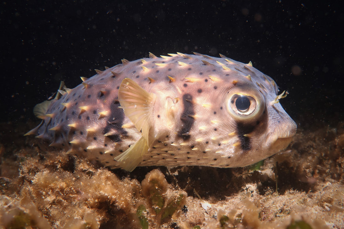 Three-Bar Porcupinefish (Dicotylichthys Punctulatus) 