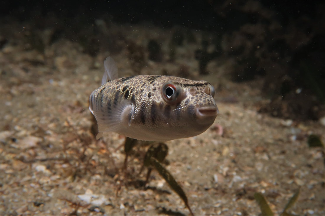 Common Toadfish (Tetractenos hamiltoni)