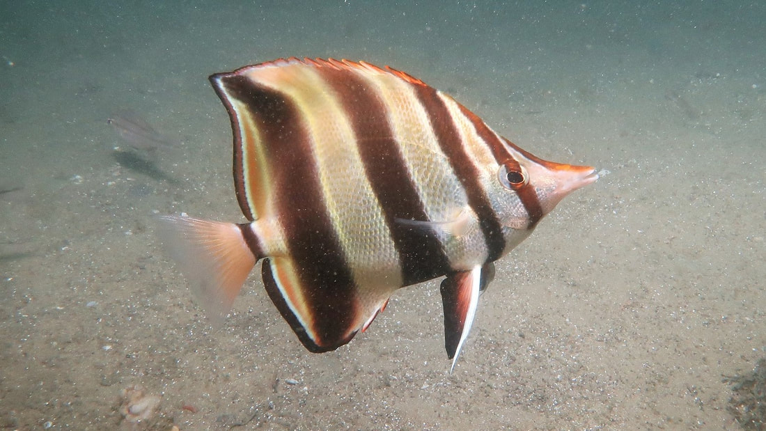 Truncate Coralfish (Chelmonops Truncatus)
